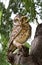 Indian spotted owl