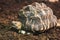 Indian Star Tortoise