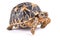 Indian star tortoise, Geochelone elegans