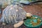 Indian star tortoise - Geochelone elegans eats grass from a plate