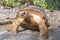 Indian Star Tortoises - Geochelone elegans