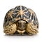 Indian Starred Tortoise - Geochelone elegans