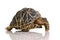 Indian Starred Tortoise - Geochelone elegans