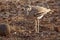 Indian Stone-curlew or Indian Thick-knee