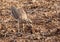 Indian Stone-curlew or Indian Thick-knee