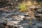 Indian stone curlew or Indian thick knee bird on wet rocks during monsoon safari at ranthambore