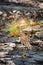 Indian stone curlew or Indian thick knee bird on wet rocks during monsoon safari at ranthambore