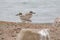 Indian stone plover