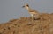 Indian stone plover bird