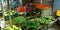 an indian street greengrocer seating insight the vegetables shop