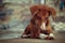 Indian street stray dog sitting in platform