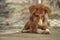 Indian street stray dog sitting in platform