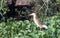 Indian Striated Heron in Lake water plants