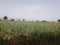 Indian Sugarcane Farm