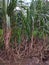 This is Indian sugarcane plant.