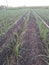 Indian sugarcane plant farming first two months