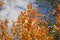 Indian summer - bright yellow-orange aspen leaves. Autumn background