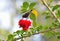 Indian sunbird