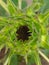 Indian Sunflower buds with beautiful baby flower.