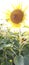 Indian sunflower wonderful seen and agriculture picture