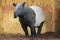 Indian tapir