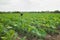 Indian taro plots on agriculture field in suburbs of Hanoi, Vietnam