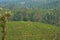 Indian tea plantation with protective trees