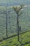 Indian tea plantation worker