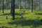 Indian Tea Tribe at work in Tamil Nadu