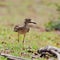 Indian Thick-knee