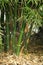 Indian thorny bamboo (Bambusa bambos) in a public park : (pix Sanjiv Shukla)
