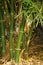 Indian thorny bamboo (Bambusa bambos) in a public park : (pix Sanjiv Shukla)