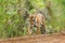 Indian tiger female with first rain, wild animal in the nature habitat, Ranthambore, India. Big cat, endangered animal. End of dry