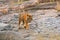 Indian tiger, wild danger animal in nature habitat, Ranthambore, India. Big cat, endangered mammal, nice fur coat. End of dry seas