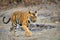 An Indian tiger in the wild. Royal Bengal tiger ( Panthera tigris )