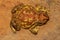 Indian Toad, Duttaphrynus melanostictus, Mulshi, Maharashtra