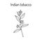 Indian Tobacco Lobelia inflata , or Asthma weed, pukeweed, gagroot, medicinal herb