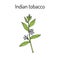 Indian Tobacco Lobelia inflata , or Asthma weed, pukeweed, gagroot, medicinal herb