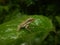 Indian tree frog on a green leaf, polypedates maculatus, common Indian tree frog, kerala