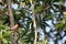 Indian treepie perched on tree branch-a