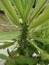 indian Tropical Plant stock photos.