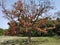 Indian Tropical Tree Mahuwa with Red petals