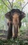 Indian tusker portrait while eating