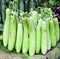 Indian vegetable-bottle gourd