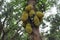 Indian vegitable tree of jackfruit  climbing on stem