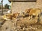 Indian village Animals picture beautifu view