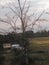 Indian village dusk paddy field