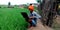 An indian village farmer operating laptop computer system seating around wheat grass field