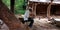 An indian village farmer operating laptop system seating at animals pot