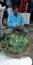 an indian village farmer selling fresh betel leaf on road